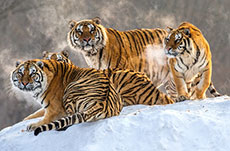 Save the Date for WinterFest 2026