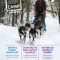 Letters From Camp Magazine - Issue 6 Cover