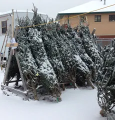 Christmas Tree Lots