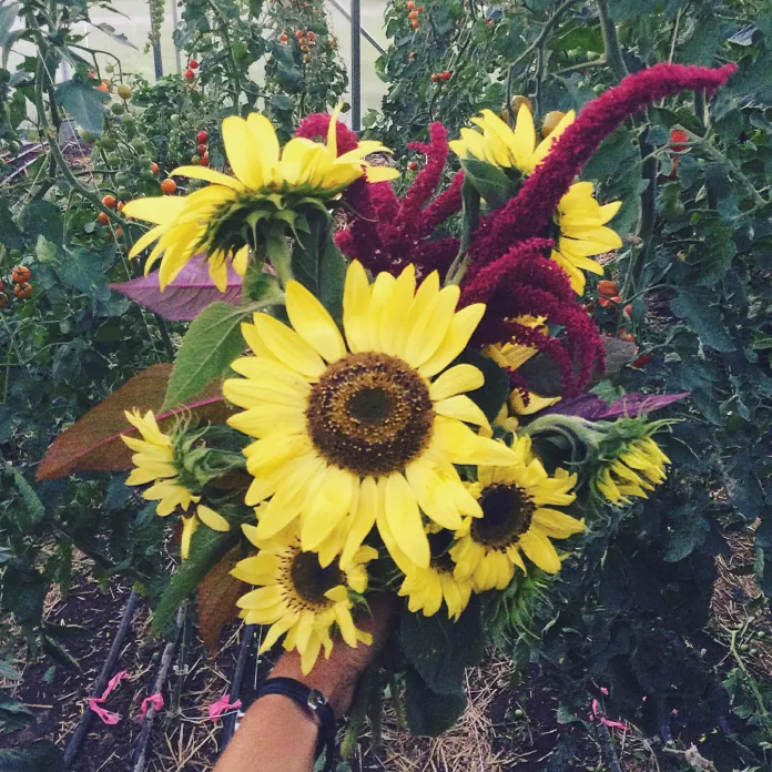 Flowers from the greenhouse