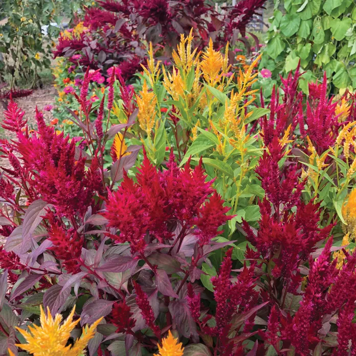 Flowers at Camp St. Croix