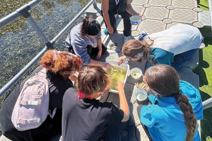 Students studying insects in the water.
