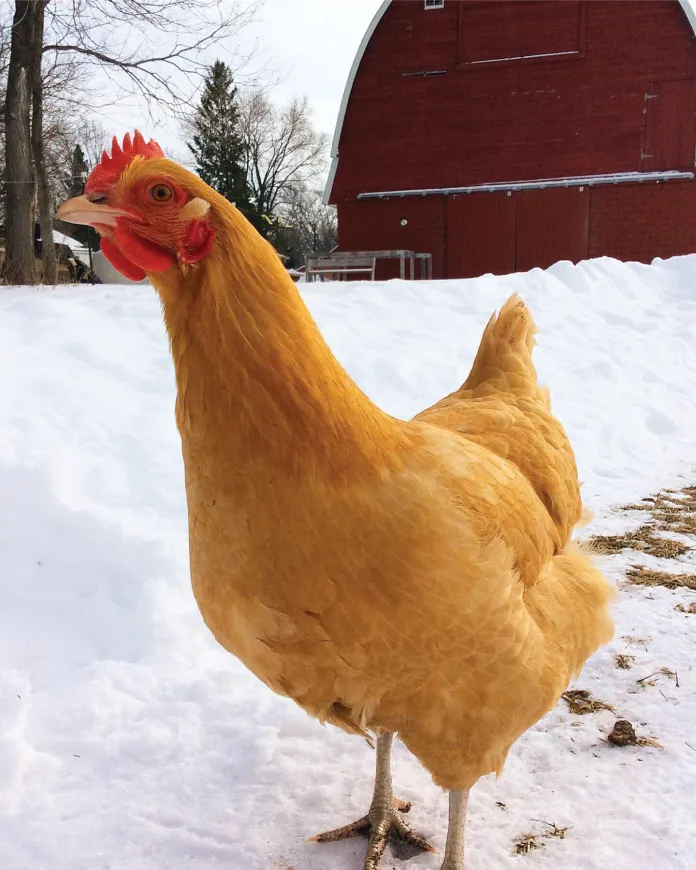 Barbara the chicken