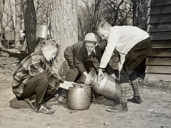 Historic photo of campers collecting sap from trees around Ihduhapi.