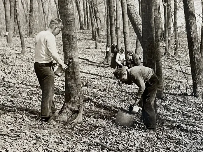 Historic photo of campers collecting sap from trees around Ihduhapi.