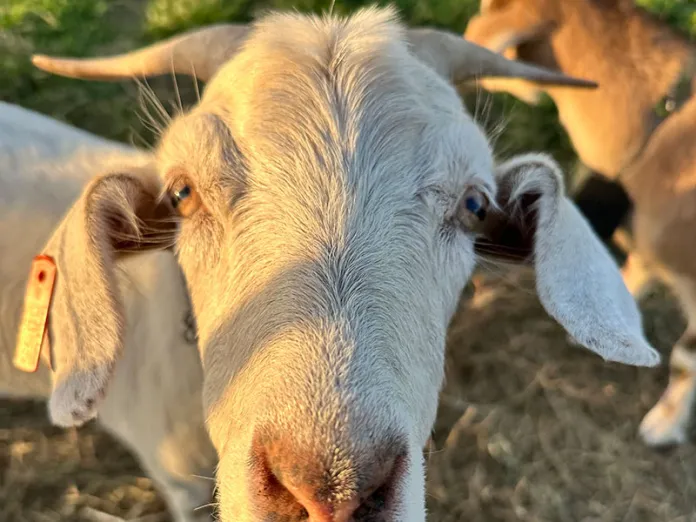 Goat at Harvest Fest